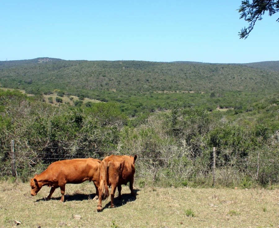 Commercial Property for Sale in Komga Rural Eastern Cape